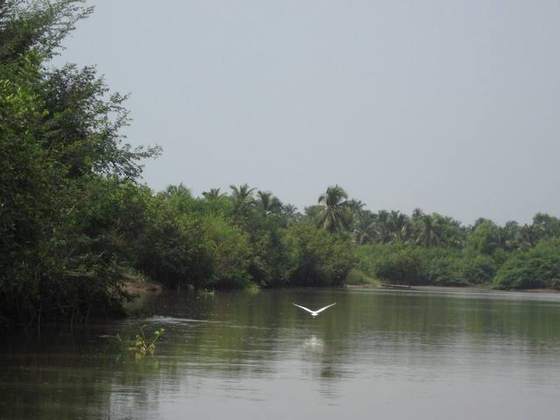 Héron survolant la lagune, mangrove du littoral béninois